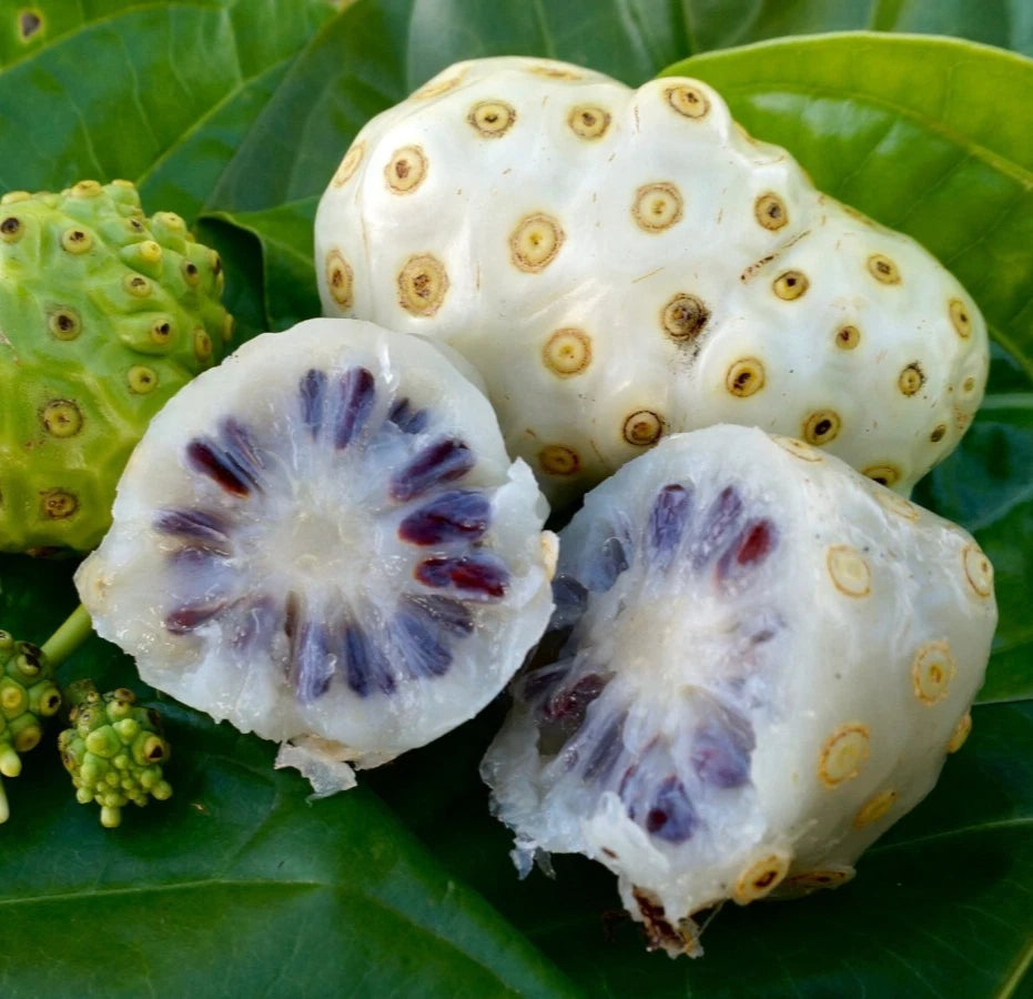 100++ White Noni Fruit Seeds (Morinda citrifolia var. Alba / Indian Mulberry / Great Morinda) – Premium Medicinal & Tropical Fruit Tree Seeds for Planting