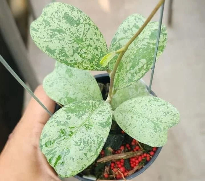 Hoya Deykeae 'Morning Dew' – Rare Tropical Indoor Outdoor Wax Plant Certified Live Specimen for Planting