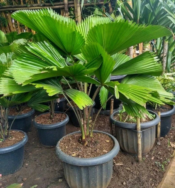 Premium Chinese Fan Palm Seeds (500+ pcs) - Authentic Livistona chinensis Hardy Evergreen Landscape Palm