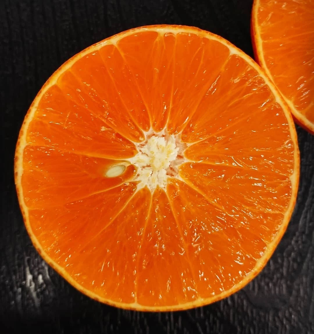 Beni Madonna Orange Seeds (100+ Seeds, Citrus reticulata) – Bulk Luxury Japanese Ehime Mandarin Citrus Fruit Seeds for Planting