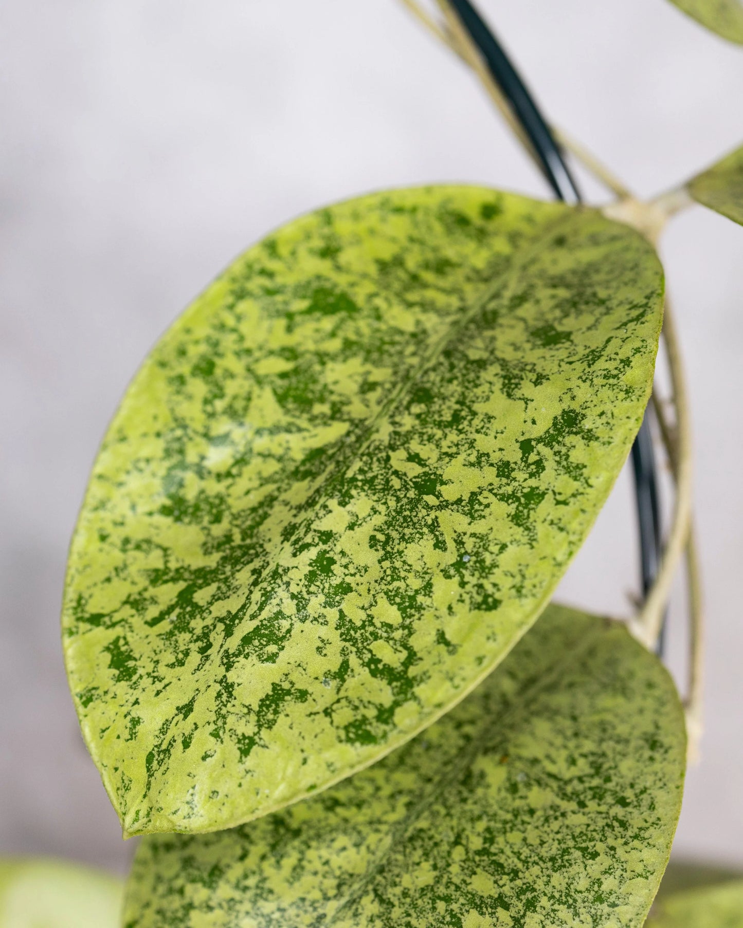 Hoya sp Kapuas Hulu Silver Round Leaves Rare Wax Plant | Tropical Indoor Outdoor Hoya | Collector Houseplant