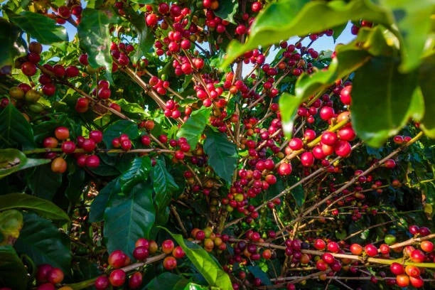 Borbor Coffee 300+ Seeds (Coffea sp.) – Bulk Heirloom Coffee Beans for Planting and Cultivation