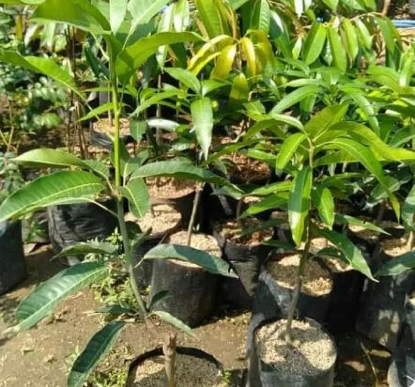 Premium Grafted Gedong Gincu Mango Tree - Sweet Tropical Mango Fast Fruiting Plant
