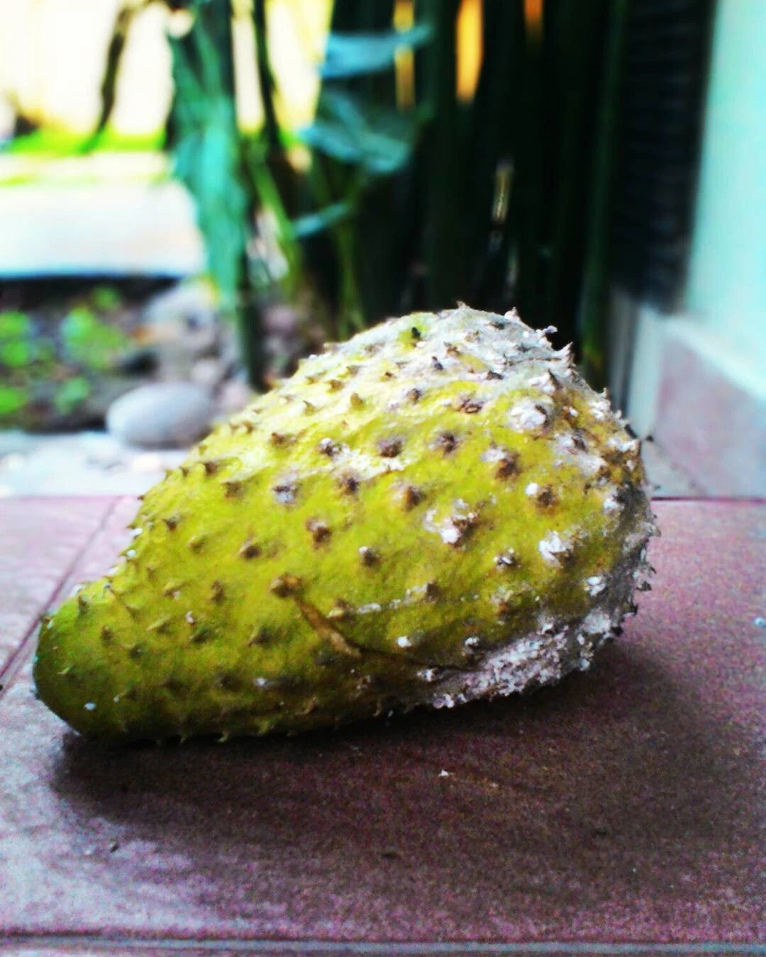 Mandalik Soursop Seeds (Annona muricata / 1000+ Giant Soursop Fruit Tree Seeds) – Premium Exotic Botanical Specimen Plant Seeds for Planting