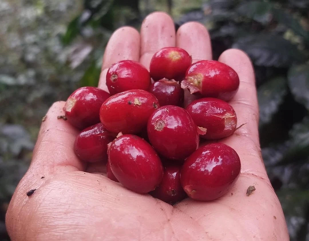 Premium SL28 Coffee Seeds (Coffea arabica var. SL28) – Elite Kenyan Heirloom Specialty Coffee Bean Seeds for Planting (30+ Pcs)