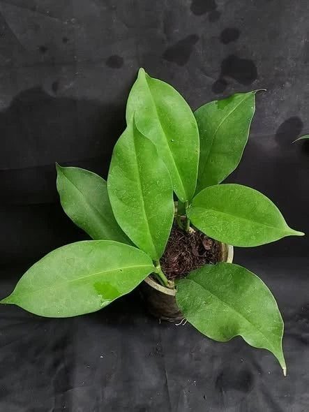 Hoya albiflora (sp. Papua) – Rare Tropical Wax Plant