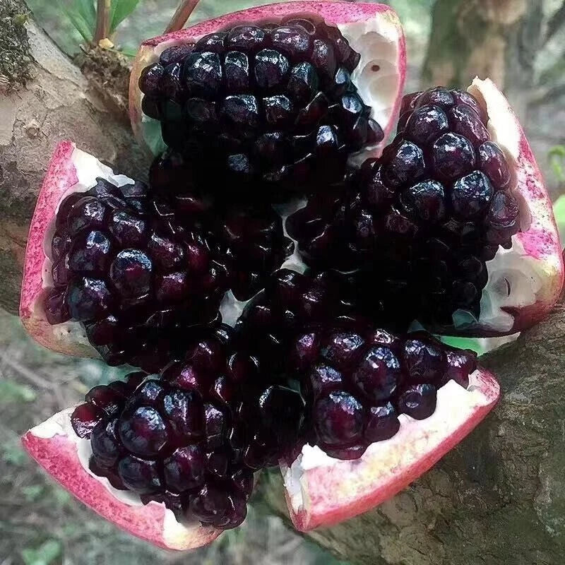 Black Pomegranate Seeds 2000+ (Punica granatum 'Black') – Bulk Rare Dark Fruit Tree & Exotic Orchard Crop Seeds for Planting