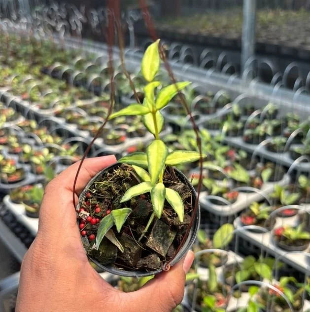 Stunning Hoya Bella 'Lida Buis' – Rare Tropical Indoor & Outdoor Wax Plant