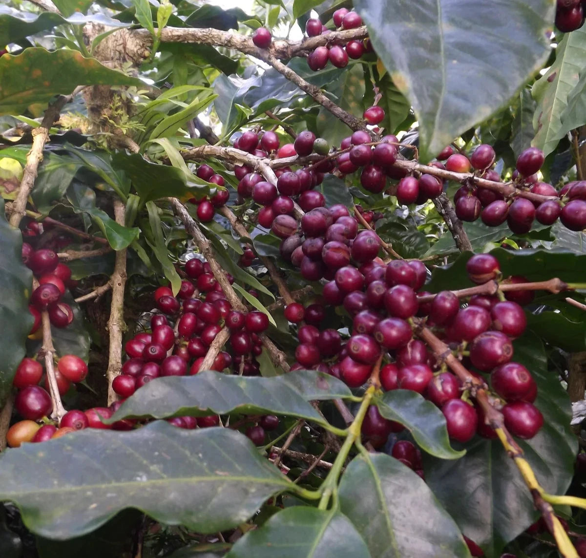 Superior Maragogipe Coffee Seeds 120+ pcs (Coffea arabica var. maragogipe) – Premium Certified Elephant Bean Coffee Plant Seeds for Planting