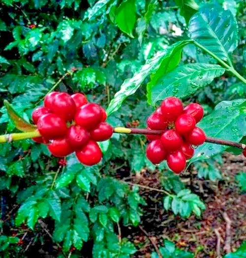 Premium Bourbon Coffee Seeds (Coffea arabica 'Bourbon') – 120+ Fresh High-Viability Heirloom French Mission Coffee Seeds