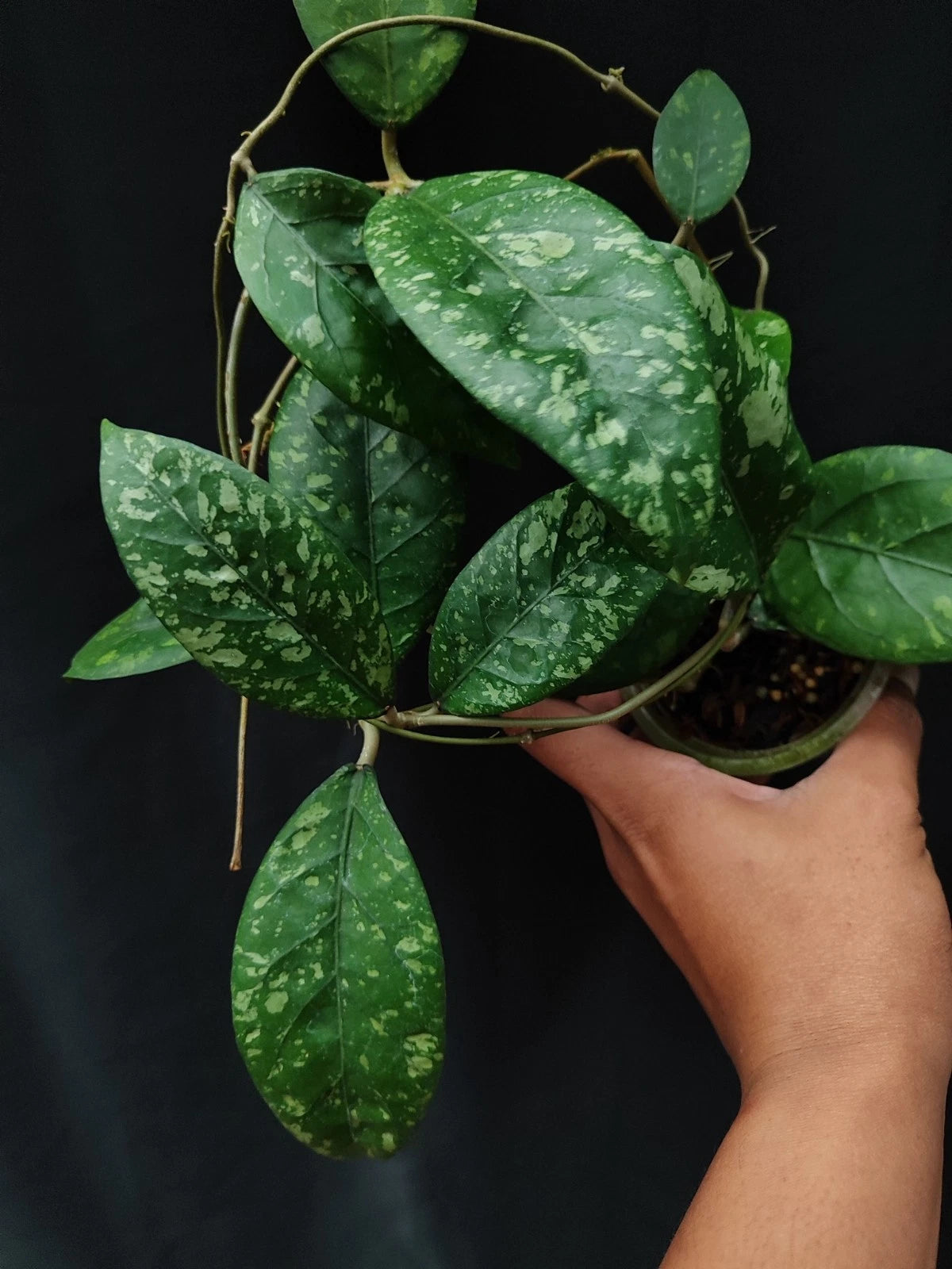 Rare 'Aceh Splash' Hoya (Hoya sp. Aceh) – Elite Tropical Epiphyte Specimen (Collectors Quality)