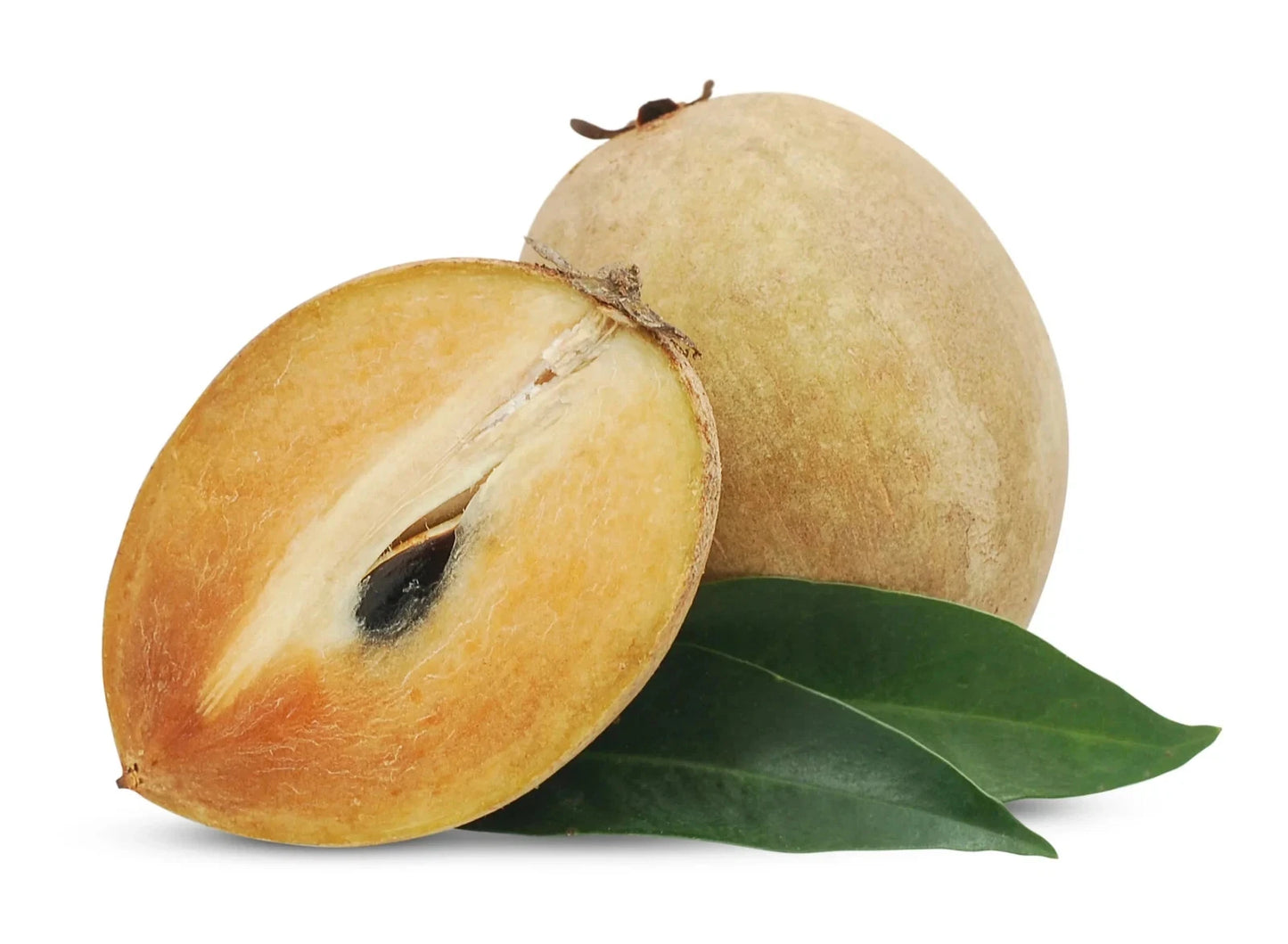 Premium Sapodilla Seeds var. CO-1 (Manilkara zapota) – Chico Zapote Exotic Fruit Seeds for Planting (35 Pcs)