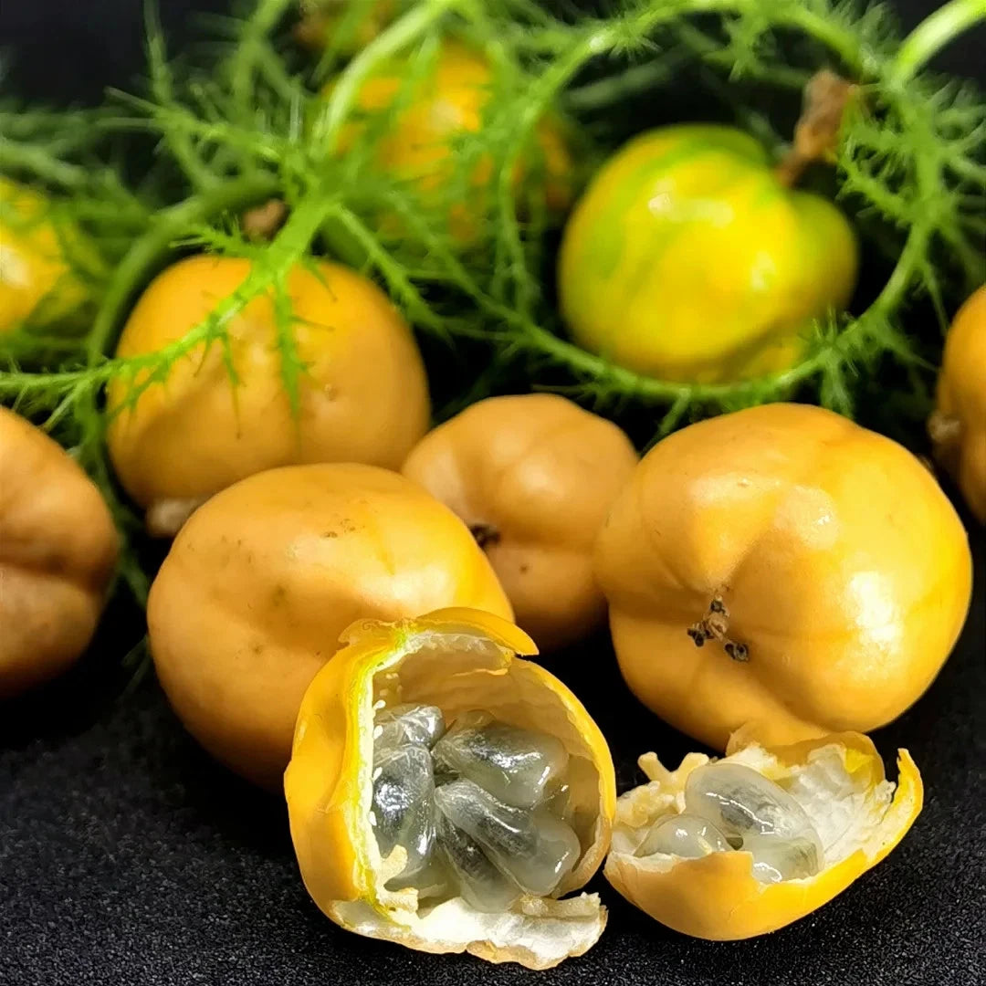 25+ Rambusa Wild Passion Fruit Vine Seeds (Passiflora foetida) – Exotic Tropical Edible Vine Seeds