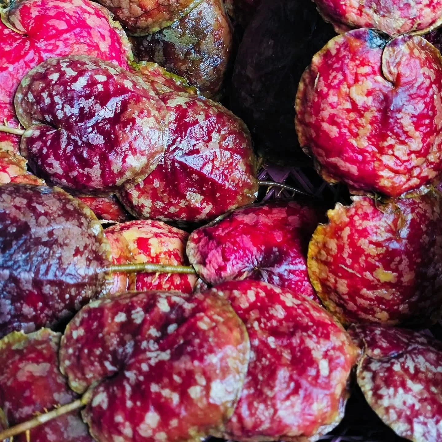Hoya imbricata 'Red' – Rare Exotic Shingle Hoya