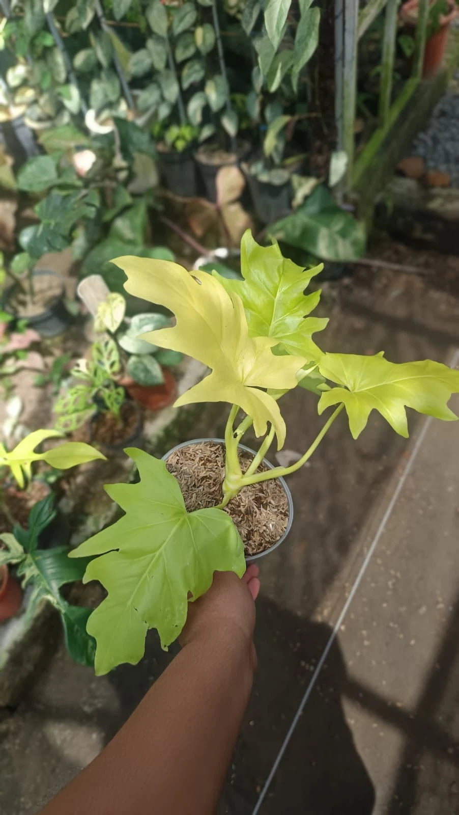 Philodendron Warscewiczii 'Golden Aurea' - Rare Tropical Aroid