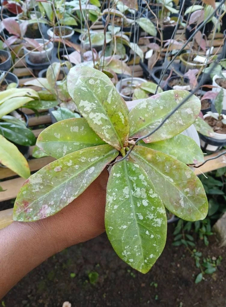 Rare Hoya Buntokensis Splash Plant – Exotic Tropical Indoor/Outdoor Wax Plant Specimen with Silver Flecked Leaves