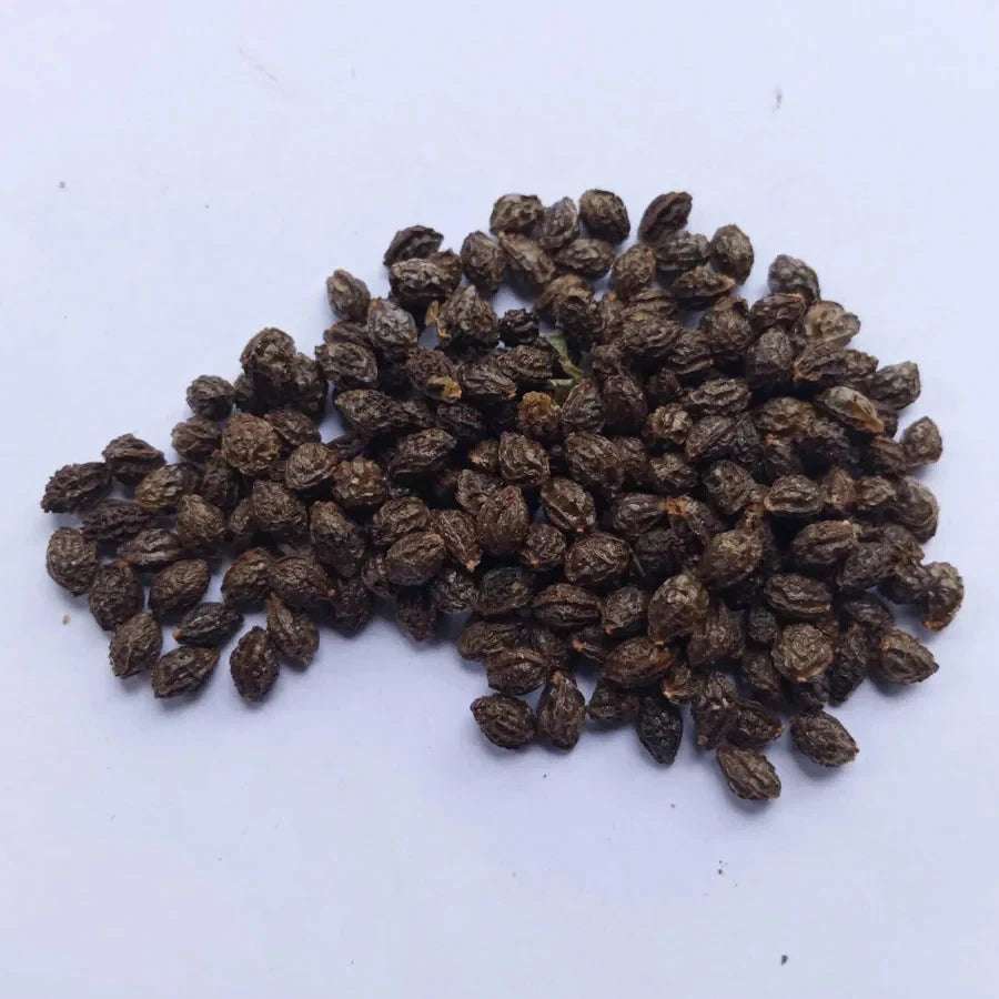 150+ Tropical Sunrise Papaya (Carica papaya) Seeds – Sweet, High-Yield Exotic Fruit