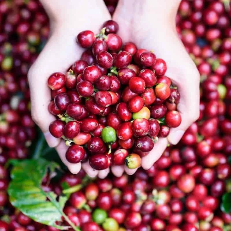 Pacas Coffee Seeds (Coffea arabica var. Pacas) – Premium Certified Dwarf Bourbon Mutation Specialty Gourmet Coffee Bean Seeds for Planting (120 Pcs)