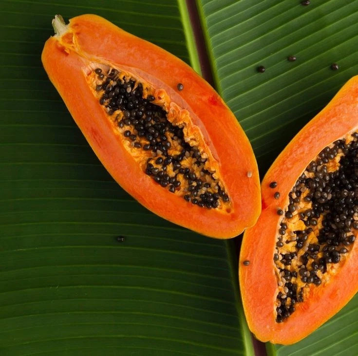 Red Prima Papaya Seeds (Carica papaya) – 150 Premium High-Yielding Sweet Red Papaya Seeds