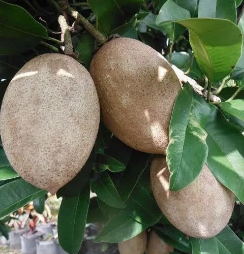 Nang Klang Wan Sapodilla Seeds (Manilkara zapota 'Nang Klang Wan') – 35 Premium Fresh Rare Sweet Thai Sapodilla Seeds