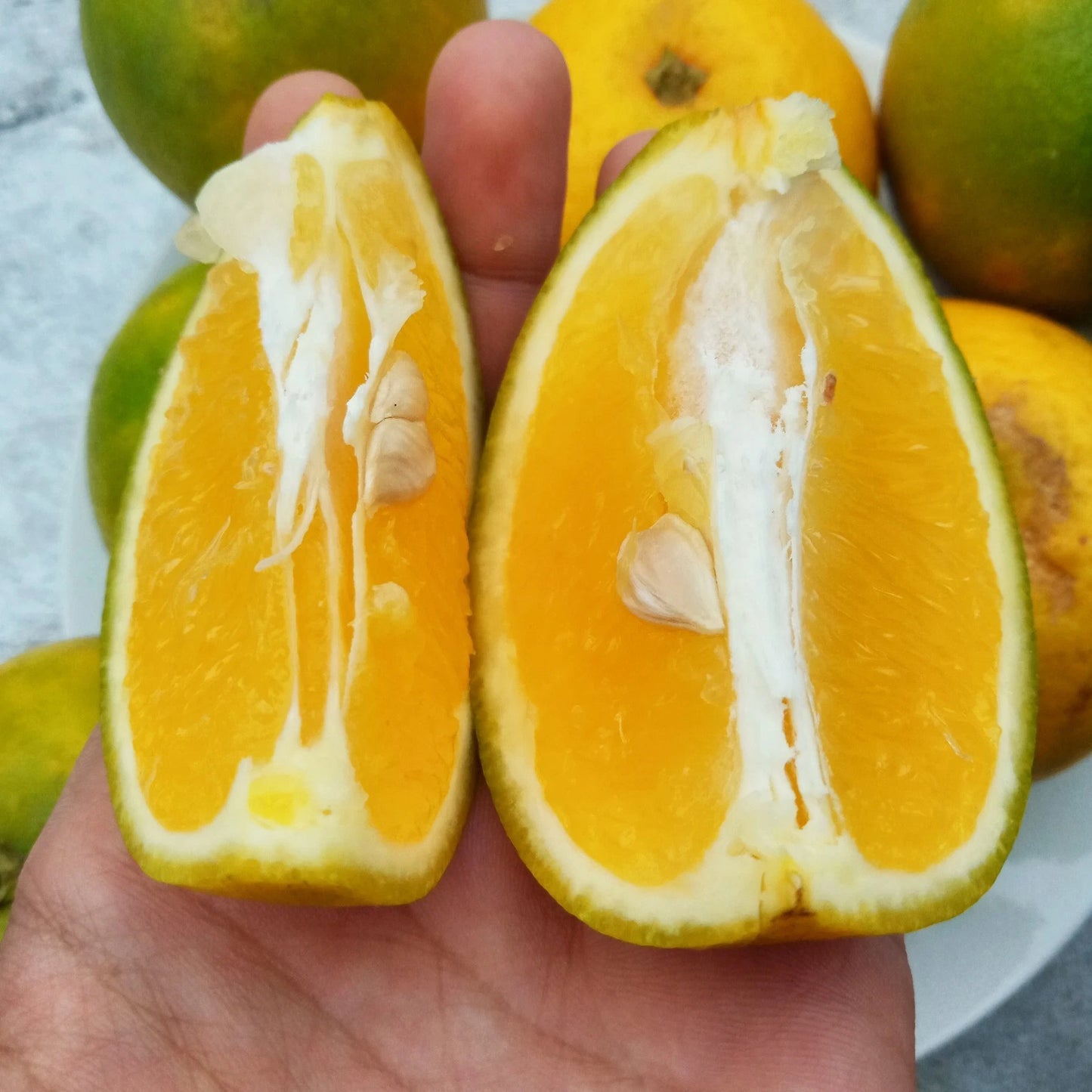 Baby Orange Seeds (Citrus Reticulata) – Certified Heirloom Dwarf Mandarin Citrus Fruit Crop for Planting