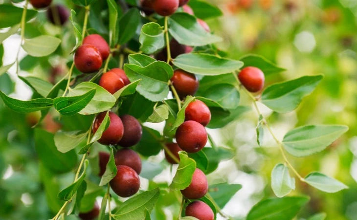 Red Jujube Putsa Apple Seeds 2,500+ (Ziziphus jujuba) – Bulk Heirloom Indian Plum & Sweet Fruit Tree Seeds for Orchard Cultivation