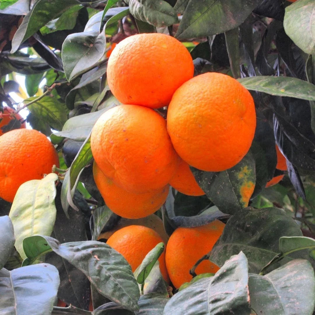 Valencia Orange Seeds (Citrus sinensis 'Valencia') – 30+ Premium Fresh High-Viability Sweet Orange Seeds