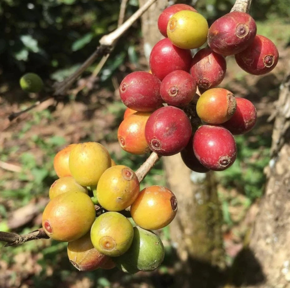 Obata Coffee Seeds (Coffea arabica var. Obata) – Premium Certified Disease-Resistant Specialty Gourmet Coffee Bean Seeds for Planting (120 Pcs)