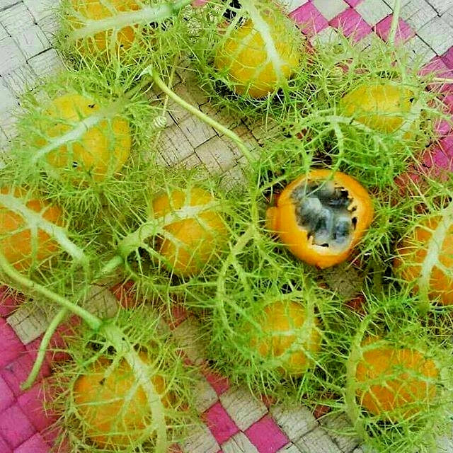 Wild Passion Fruit Seeds (Passiflora foetida) | 150+ Rare Exotic Tropical Vine Seeds | Fast Growing