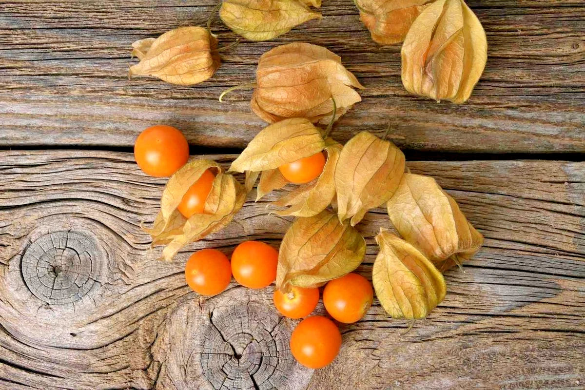 Bulk Yellow Groundcherry Ciplukan Seeds (Physalis angulata) – 250+ Premium Fresh Rare Exotic Sweet Golden Gooseberry Seeds for Planting