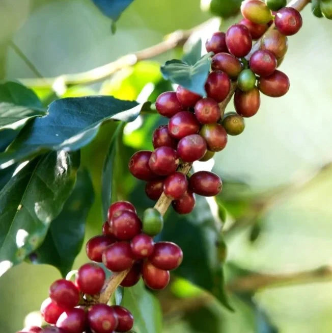 Geisha Green Tip Coffee Seeds (Coffea arabica var. Geisha) – Premium Certified Rare Gourmet Ethiopian Arabica Coffee Bean Plant Seeds for Planting (120 Pcs)