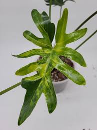 Philodendron Java Beauty Variegated | Rare Variegated Philodendron | Tropical Indoor Houseplant