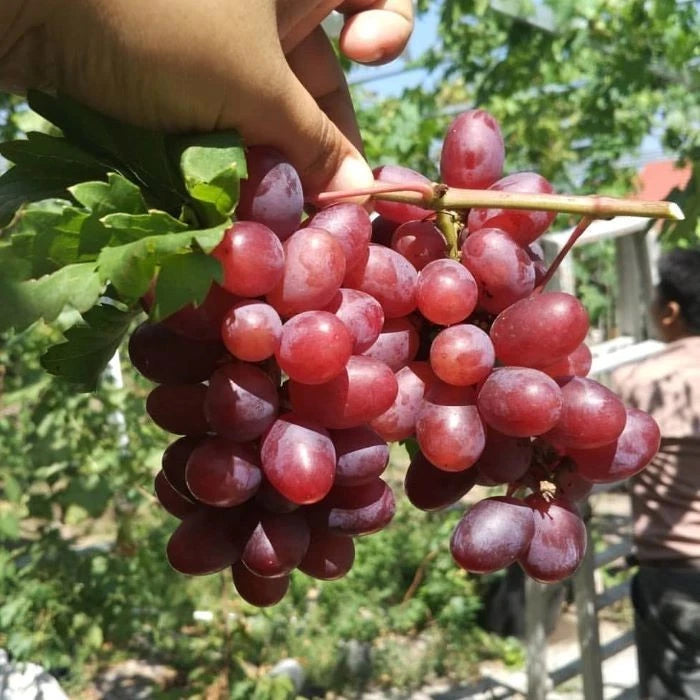 Ninel Grape Seeds (Vitis vinifera) – Premium Certified High-Yield Table Grape Vine Plant Seeds for Planting (100 Pcs)