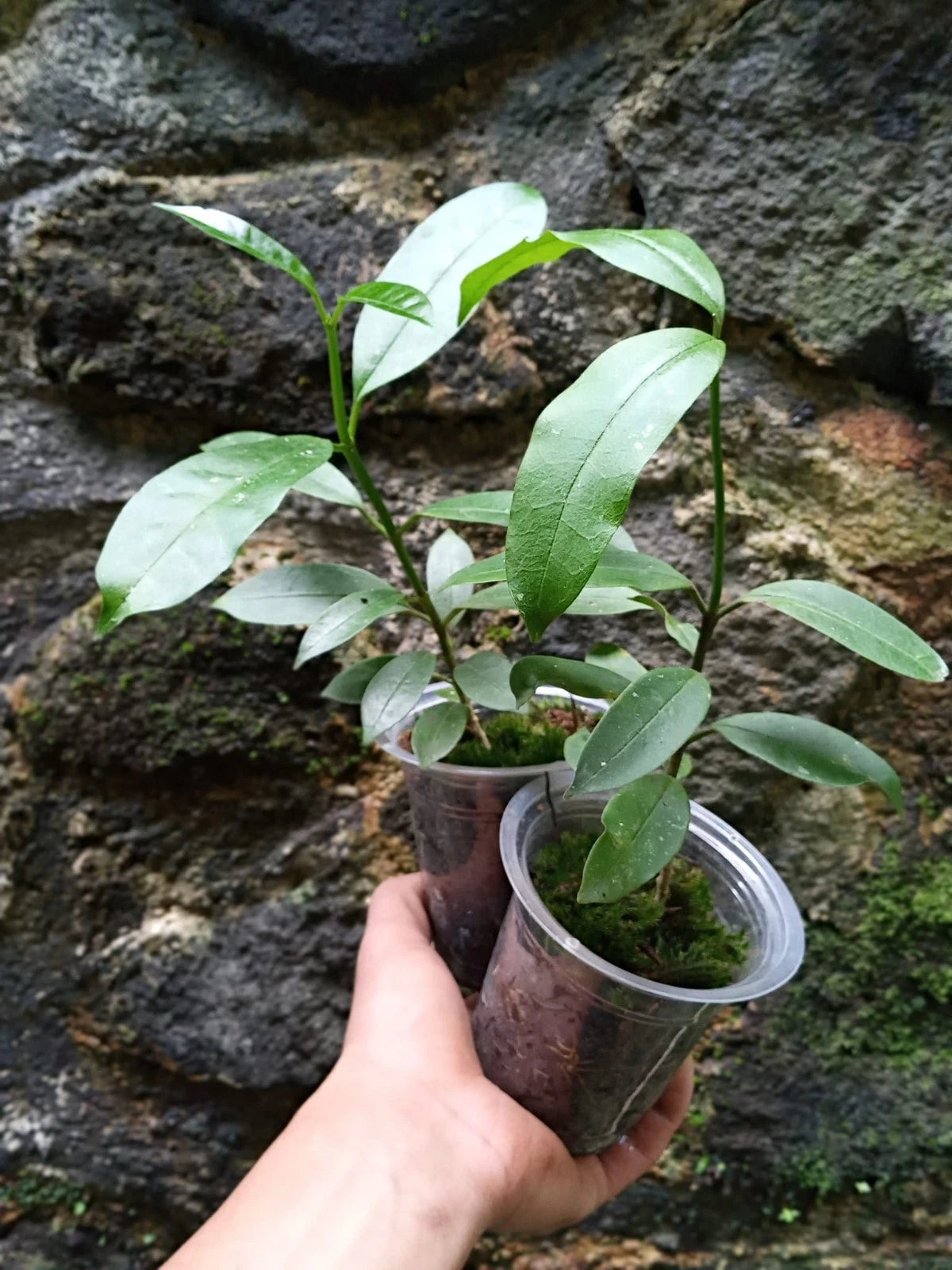 Hoya multiflora var. javanica Rare Tropical Wax Plant (1+ Rare Exotic Epiphytic Shrub-Like Vine Specimen) – Premium Live Botanical Plant for Indoor Growing & Collectors