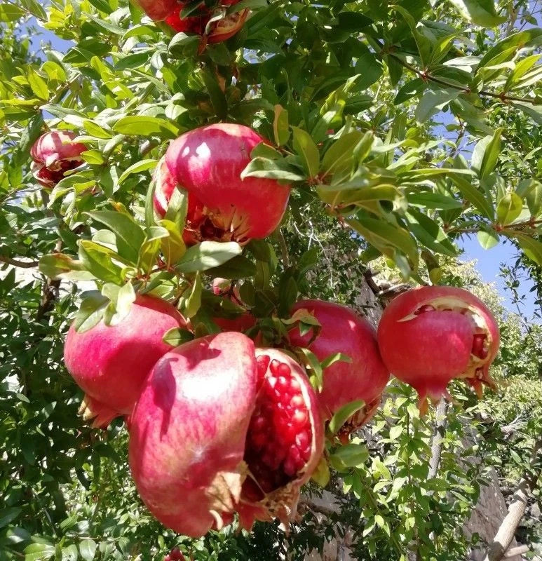 Mollar de Elche Pomegranate Seeds (Punica granatum) – 100 Premium Soft-Seeded Spanish Heirloom Sweet Grenadine Seeds