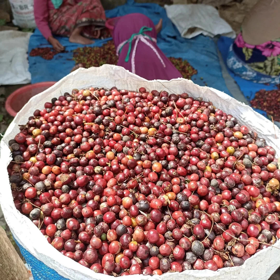 3,000+ Red Caturra Coffee Seeds (Coffea arabica var. caturra) – Premium Certified Bulk Arabica Coffee Bean Seeds for Planting