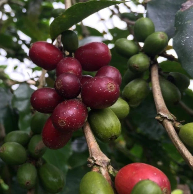 Abyssinia Coffee Seeds 120+ pcs (Coffea arabica var. Abyssinica) – Premium Certified Ethiopian Coffee Bean Plant Seeds for Planting