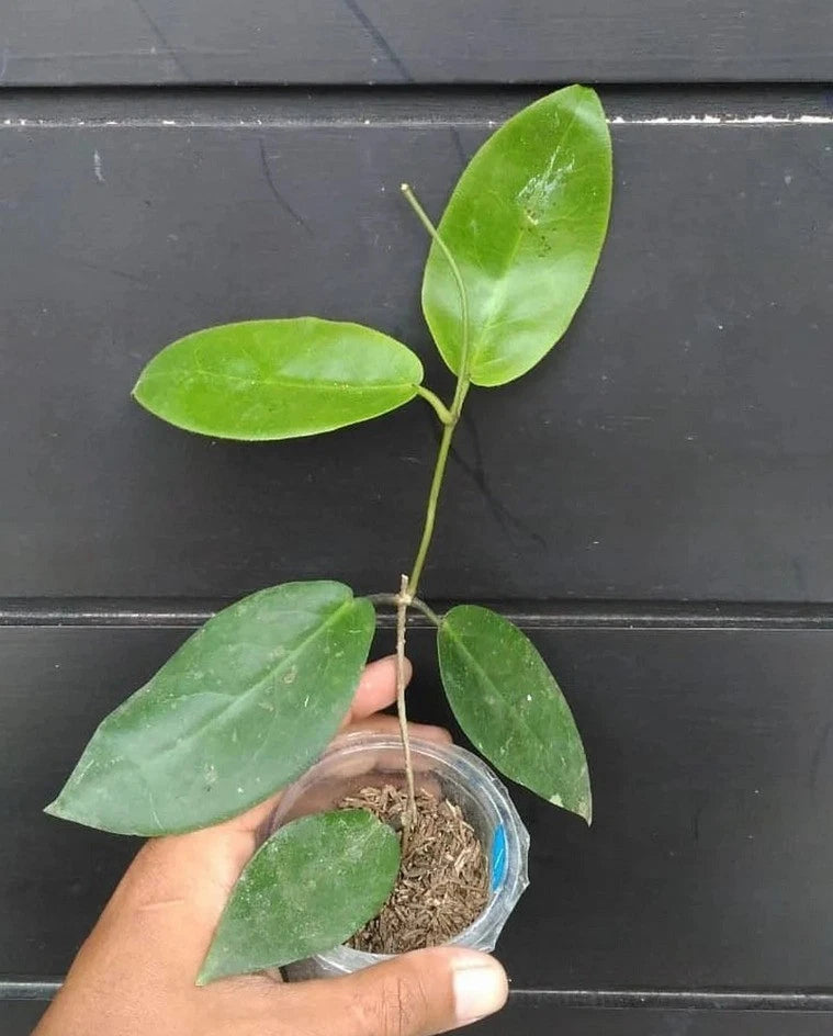 Hoya piestolepis Sp. Papua (Rare Tropical Wax Plant / Exotic Epiphytic Vine) – Premium Rare Epiphyte & Botanical Specimen for Planting