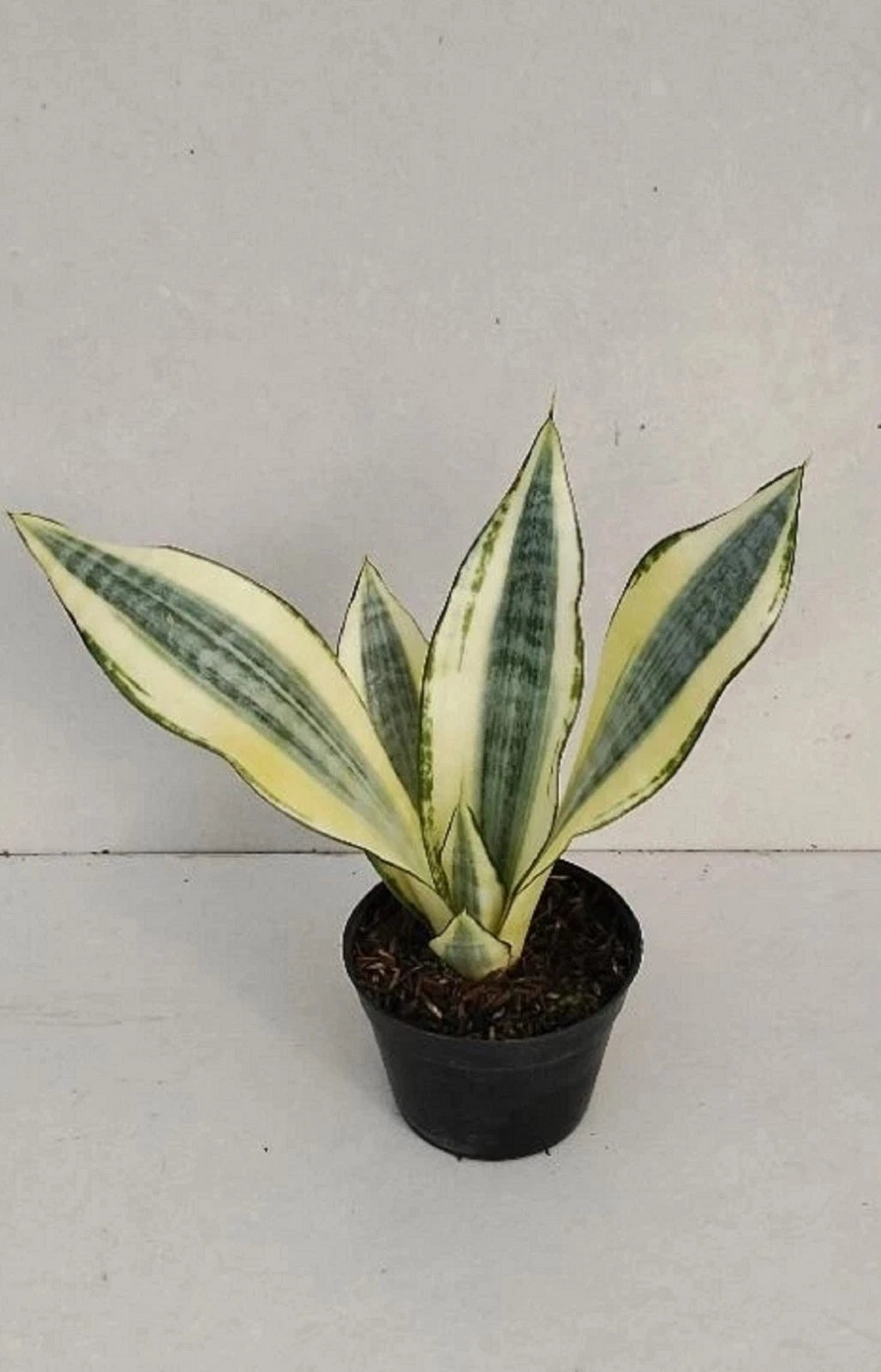 Rare Sansevieria Futura Hendrika Mutation Live Plant - Premium Collector Indoor Houseplant