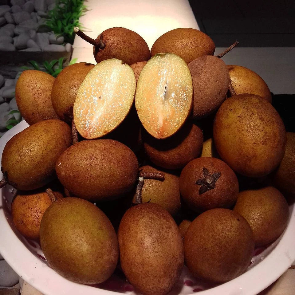 Sapodilla Manila Seedss (Manilkara zapota) Var. Manila 100+ Seedss