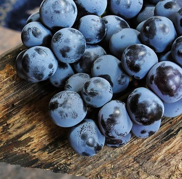 Concord Grape Seeds 100+ (Vitis labrusca) – Fresh Heirloom Table & Juice Grape Plant Seeds for Cultivation