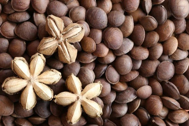 Sacha Inchi Nuts Seeds 300+ pcs (Plukenetia volubilis) – Premium Certified Exotic Inca Peanut Vine Plant Seeds for Planting