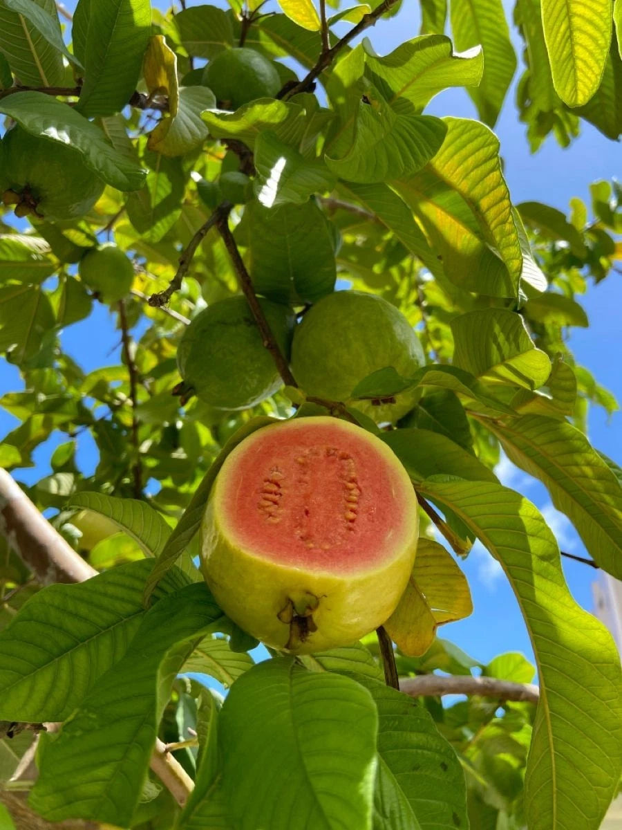 5,000++ Red Manila Guava (Psidium guajava) Seeds – Tropical Fruit Orchard Starter
