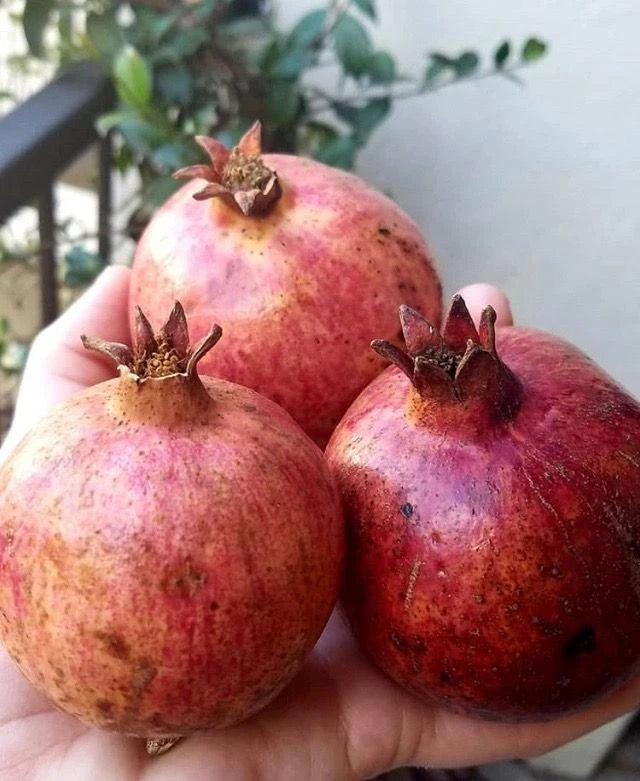 Premium Dholka Pomegranate Seeds (Punica granatum) – Sweet Exotic Fruit Seeds for Planting