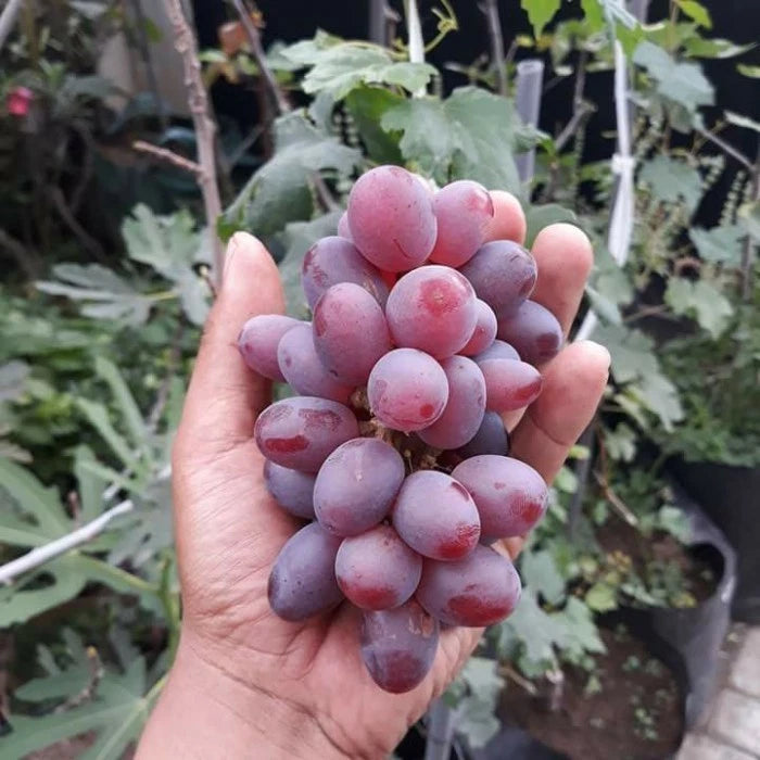Ninel Grape Seeds 50+ pcs (Vitis vinifera 'Ninel') – Premium Certified Table Grape Vine Plant Seeds for Planting