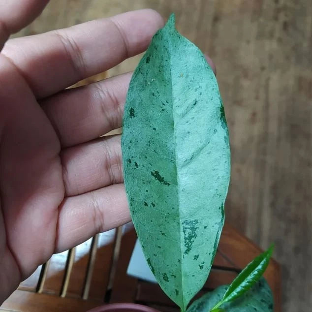 Stunning Hoya Occultata Silver – Rare Tropical Indoor & Outdoor Wax Plant