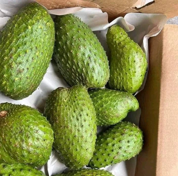 Borneo Giant Soursop Seeds (Annona muricata 'Borneo Giant') – 100 pcs Premium Fresh Rare Colossal Soursop Guanabana Seeds
