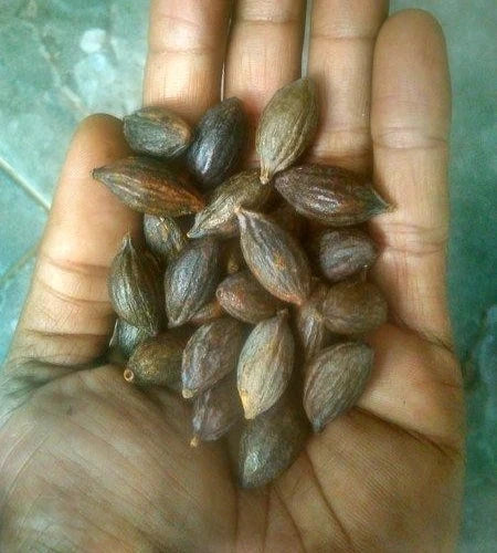Premium Golden Terminalia Seeds (50++ pcs) - Fast Growing Terminalia mantaly var. Tricolor Shade Tree