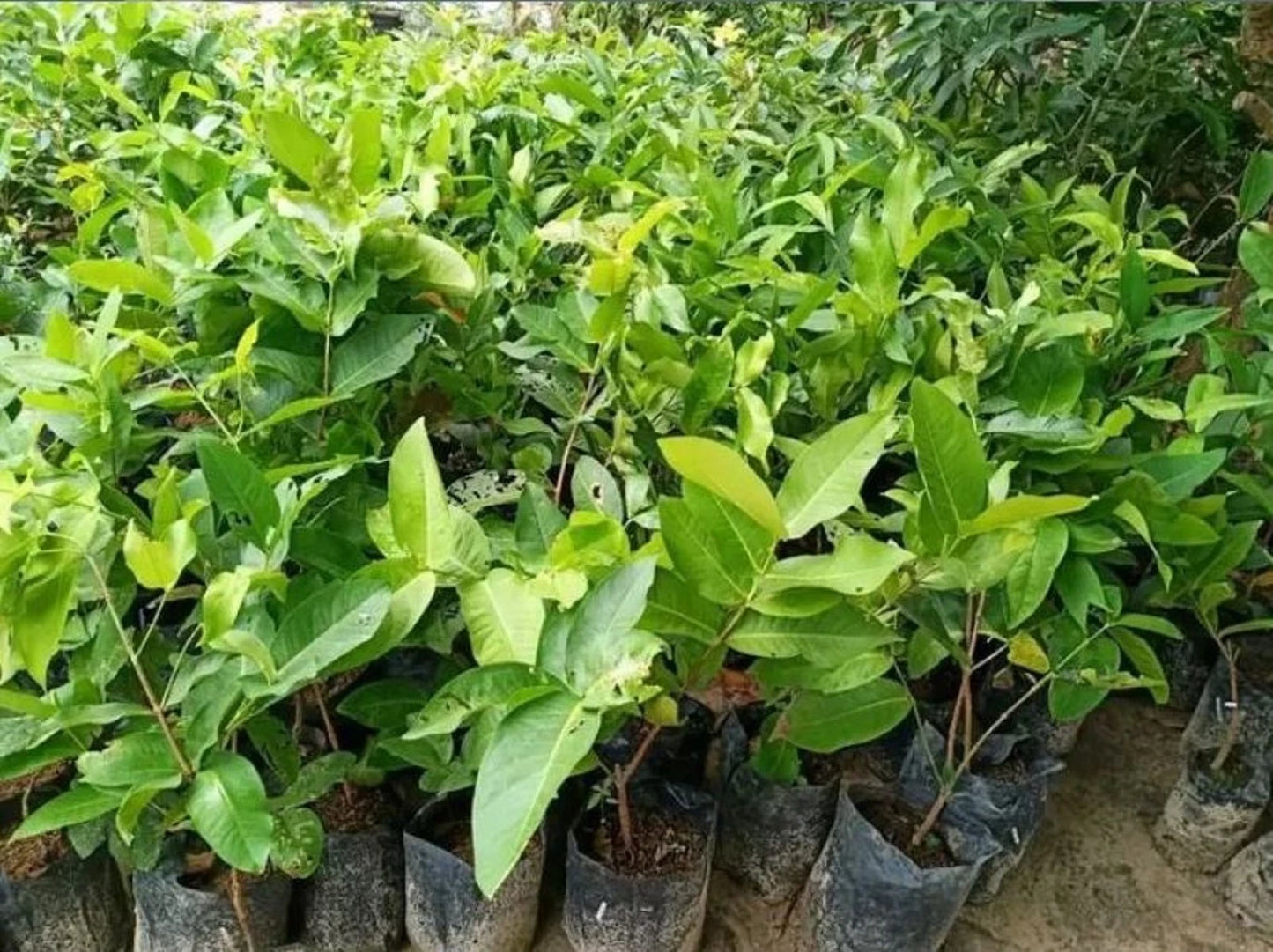 Black Diamond Water Apple Grafted Seedling (Syzygium samarangense) – Premium Fast-Fruiting Wax Jambu (Free Phytosanitary Certificate)