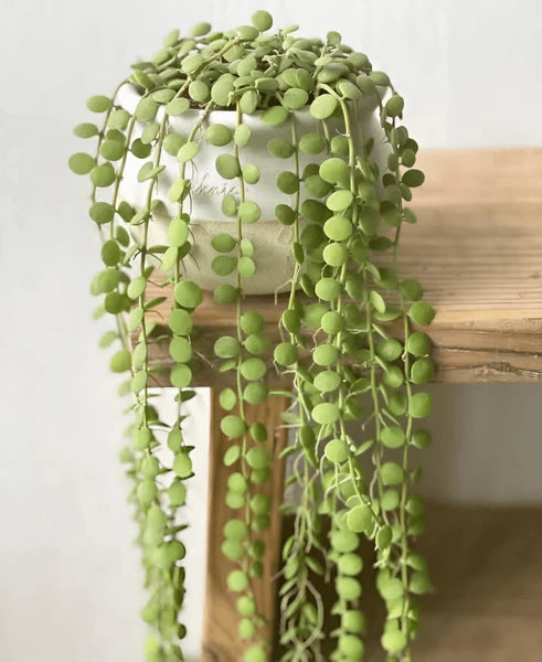 Dischidia Apple Leaves Rare Wax Plant | Exotic Tropical Trailing Houseplant | Live Dischidia Plant